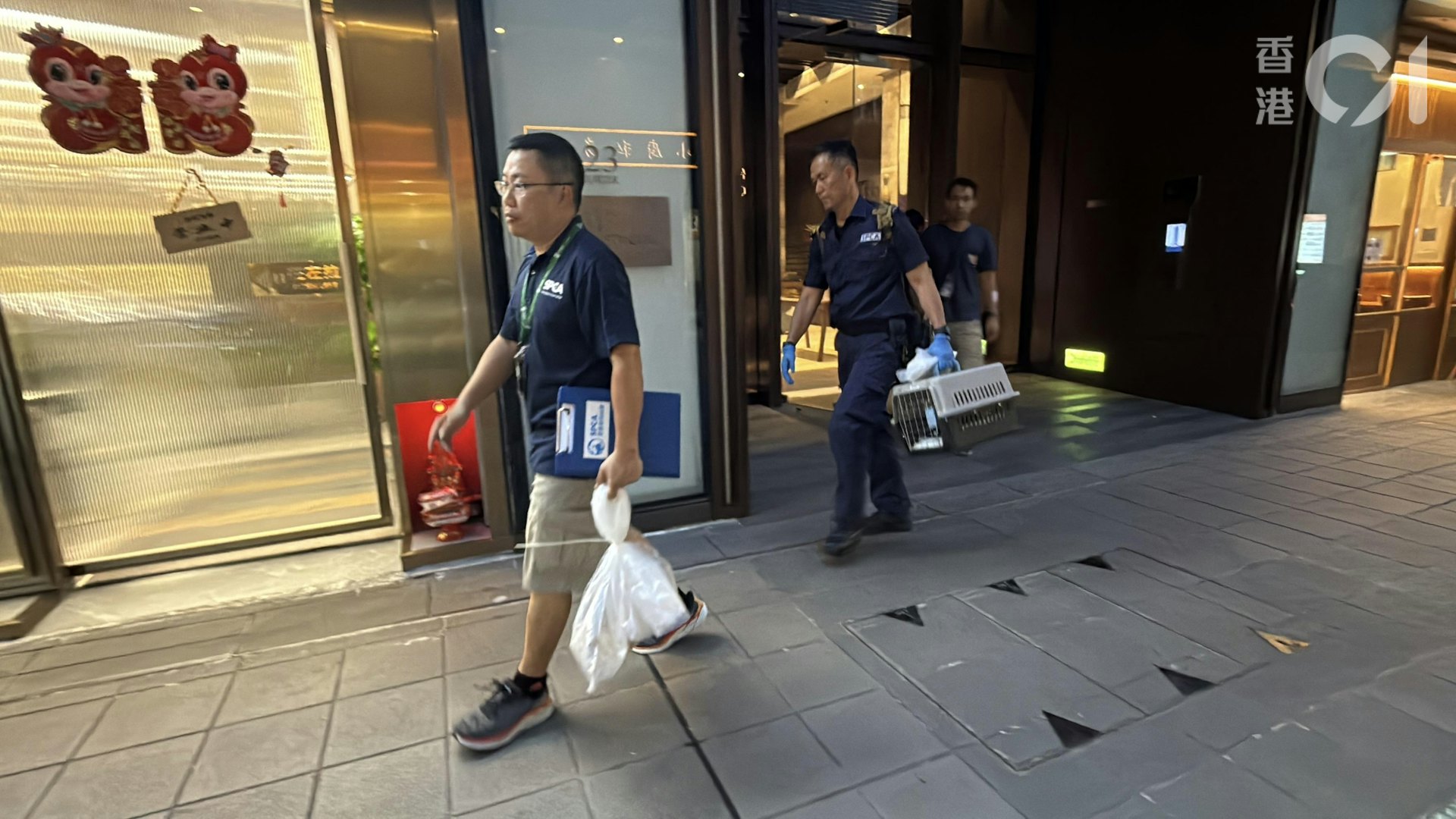 今日(9月14日)事發後,愛協人員檢走死亡的啡白色布偶貓。(羅日昇攝) 今日(9月14日)事發後,愛協人員檢走死亡的啡白色布偶貓。(羅日昇攝)