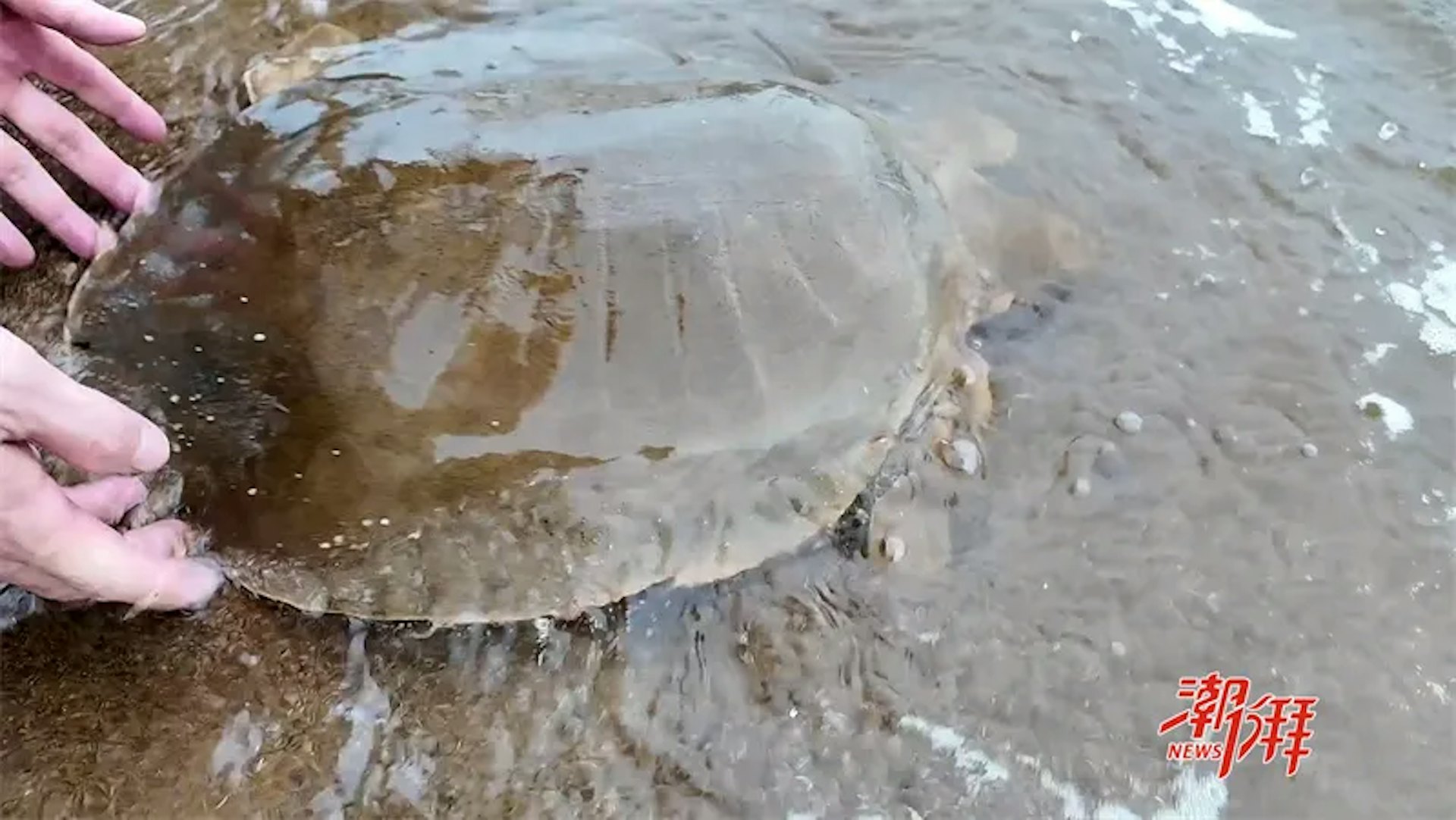 韩江潮州市区段首次发现国家一级保护动物韩江鼋。 (潮州日报)