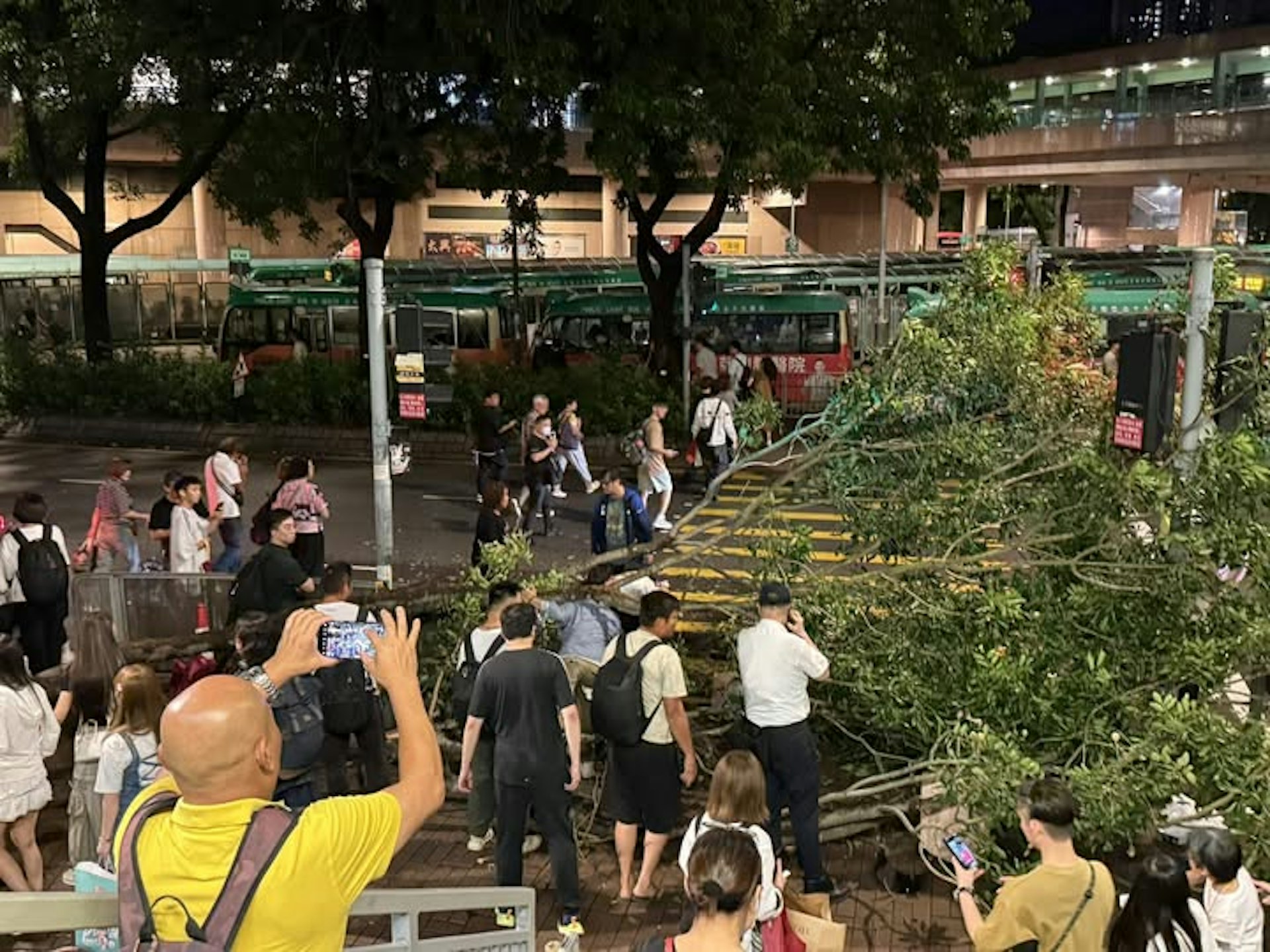 上水站對開有大樹塌下,壓中數名途人。(圖片來源:FB/上水人大聯盟)