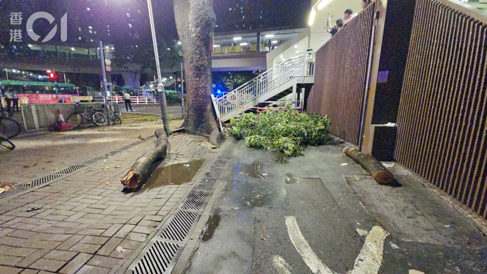 消防將塌下的樹冠及枝節鋸斷清理,可見跌下的橫枝直徑也近1呎粗。(陳永武攝)