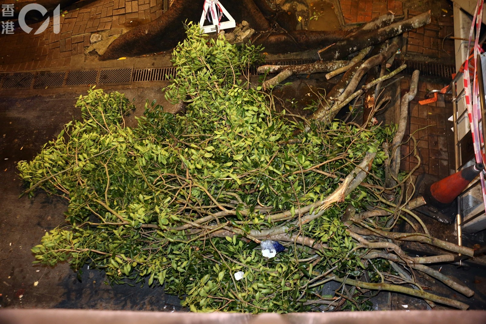 樹冠及樹椏塌下，壓傷4人。(陳永武攝)