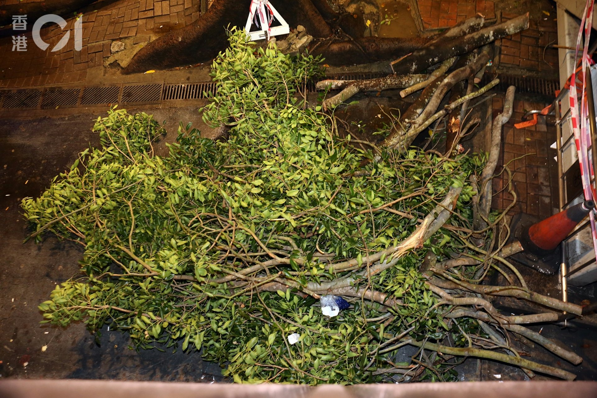 樹冠及樹椏塌下,壓傷4人。(陳永武攝)