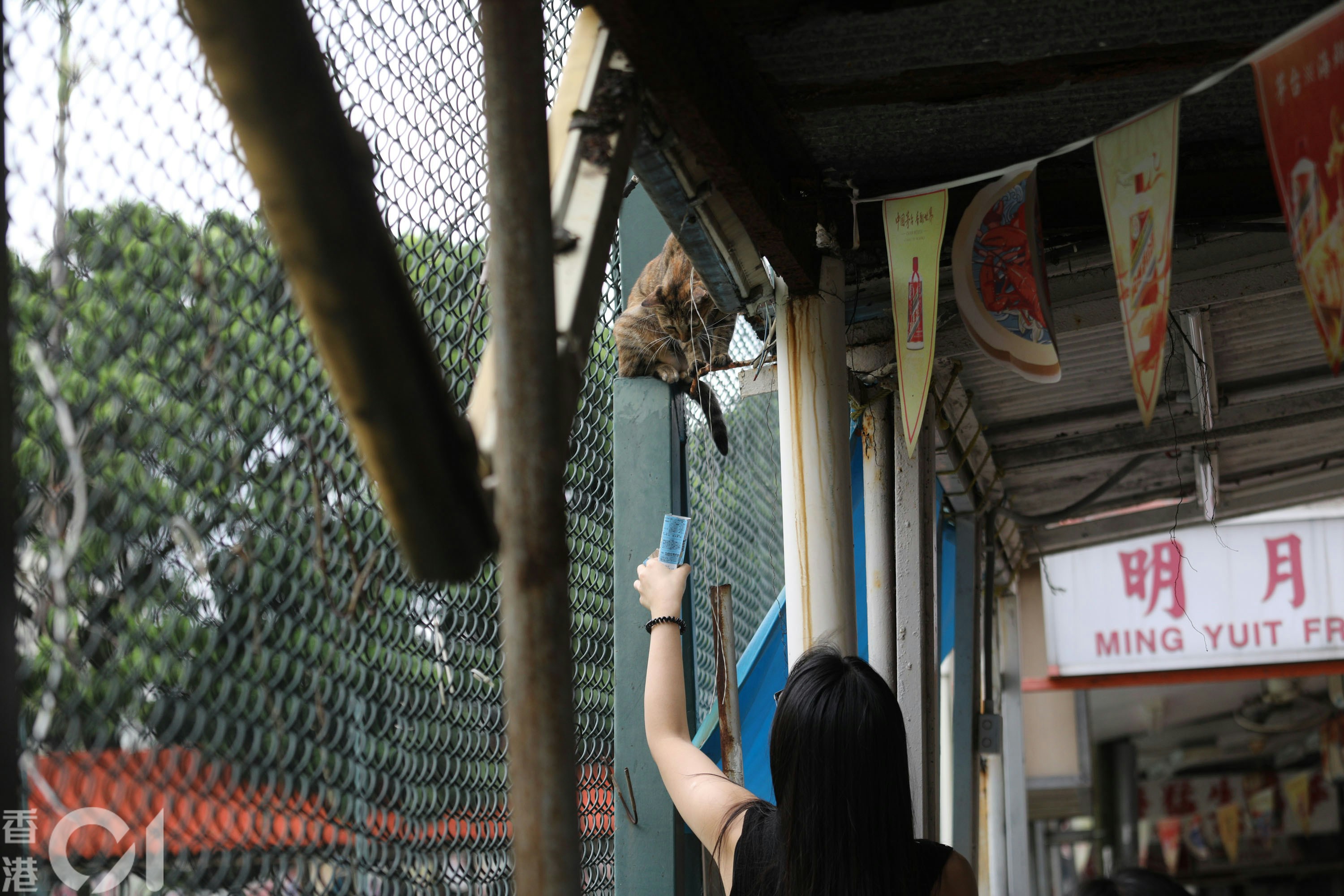 鲤鱼门（23日）有市民自发行动，带同猫笼等，希望将流浪猫接去安全地方，避开超强台风桦加沙。（罗国辉摄）
