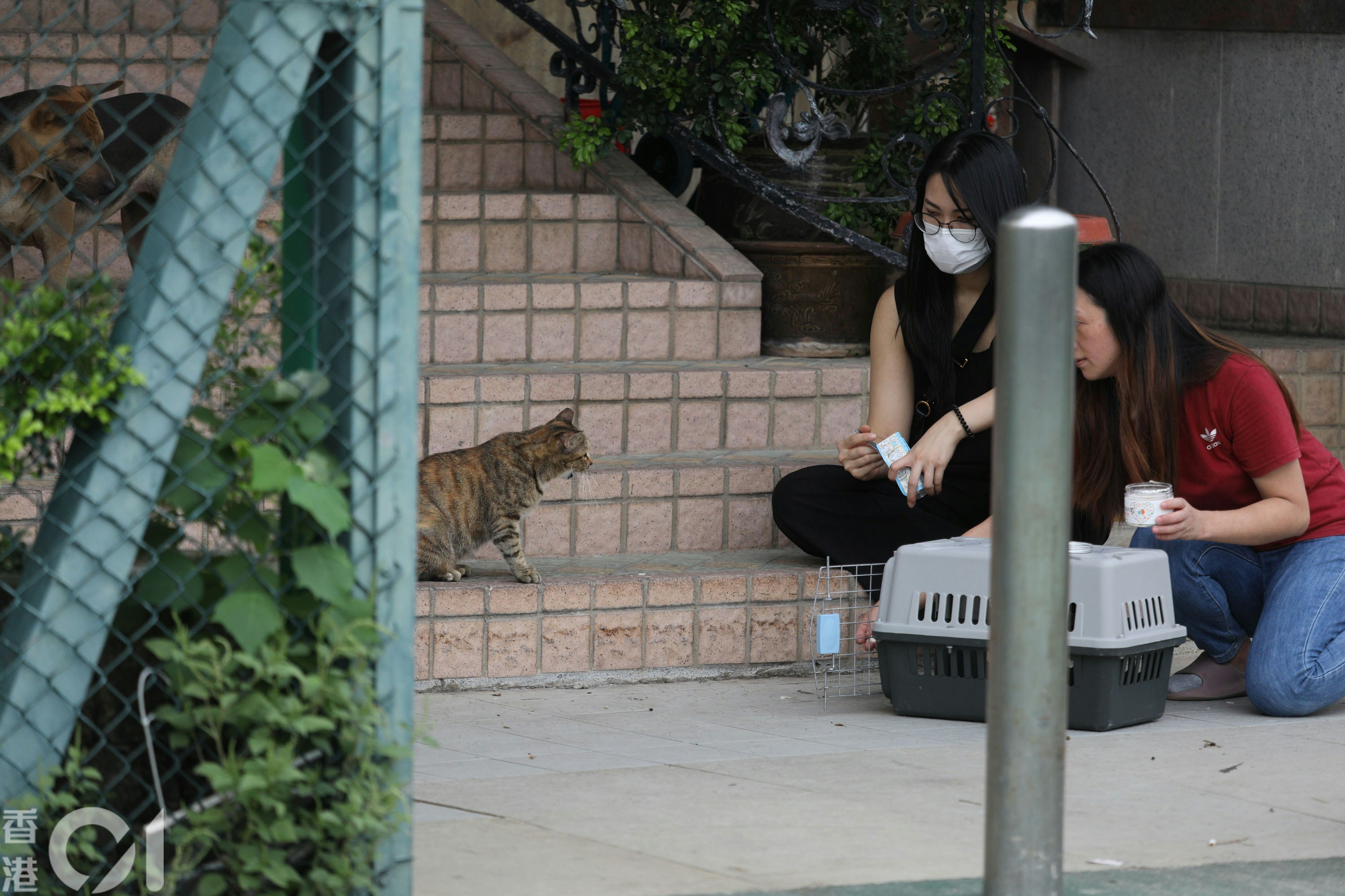 鲤鱼门（23日）有市民自发行动，带同猫笼等，希望将流浪猫接去安全地方，避开超强台风桦加沙。（罗国辉摄）