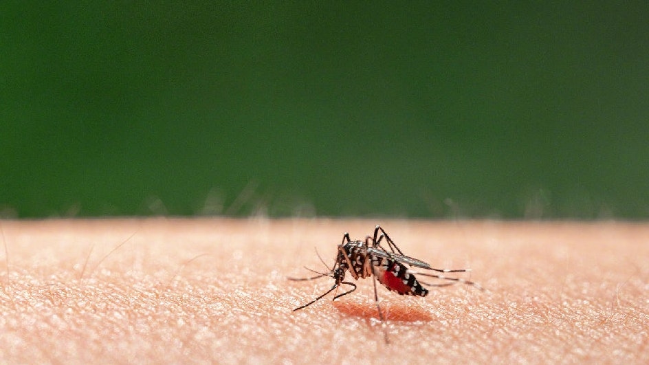 廣東上周增3153宗基孔肯雅熱本地個案 江門佔2927宗 廣東上周增3153宗基孔肯雅熱本地個案 江門佔2927宗