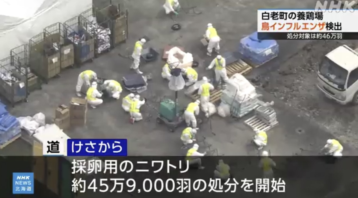 日本北海道白老町一間養雞場爆發高致病性H5禽流感,當地政府2025年10月22日上午開始撲殺養殖場內近46萬隻蛋雞。(NHK截圖) 日本北海道白老町一間養雞場爆發高致病性H5禽流感,當地政府2025年10月22日上午開始撲殺養殖場內近46萬隻蛋雞。(NHK截圖)
