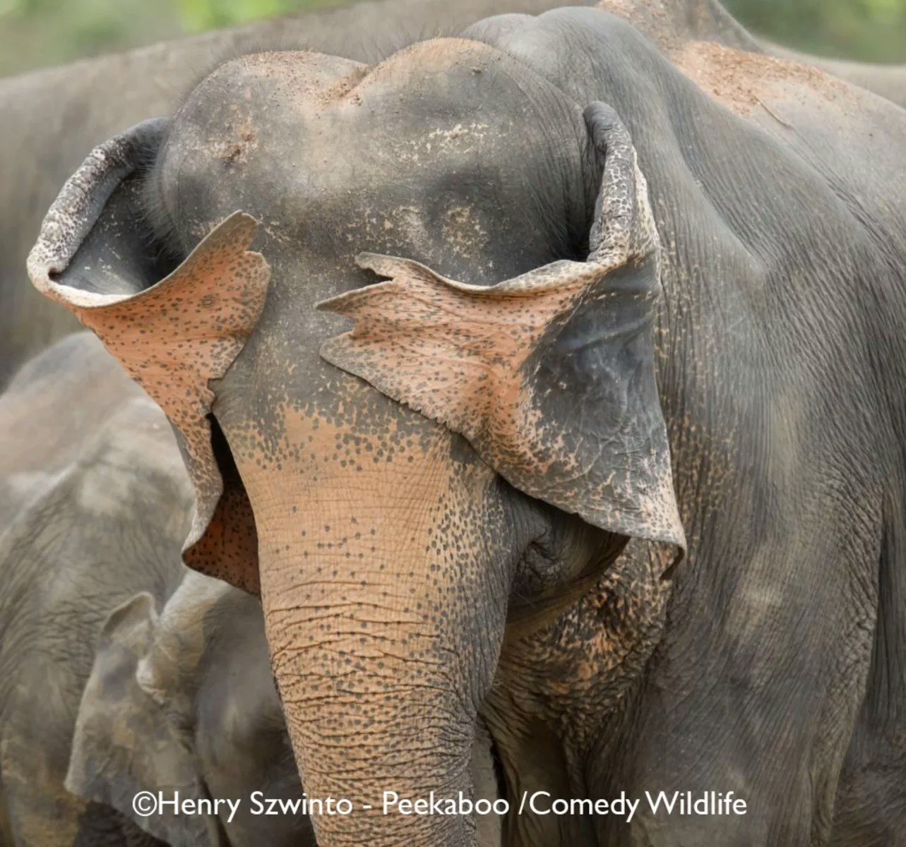 2025ȵġ῵ЦҰzӰNikon Comedy Wildlife Awards40ƬKAҌ129սҕԡD顸Peek a BooƬ῵ЦҰzӰWվ