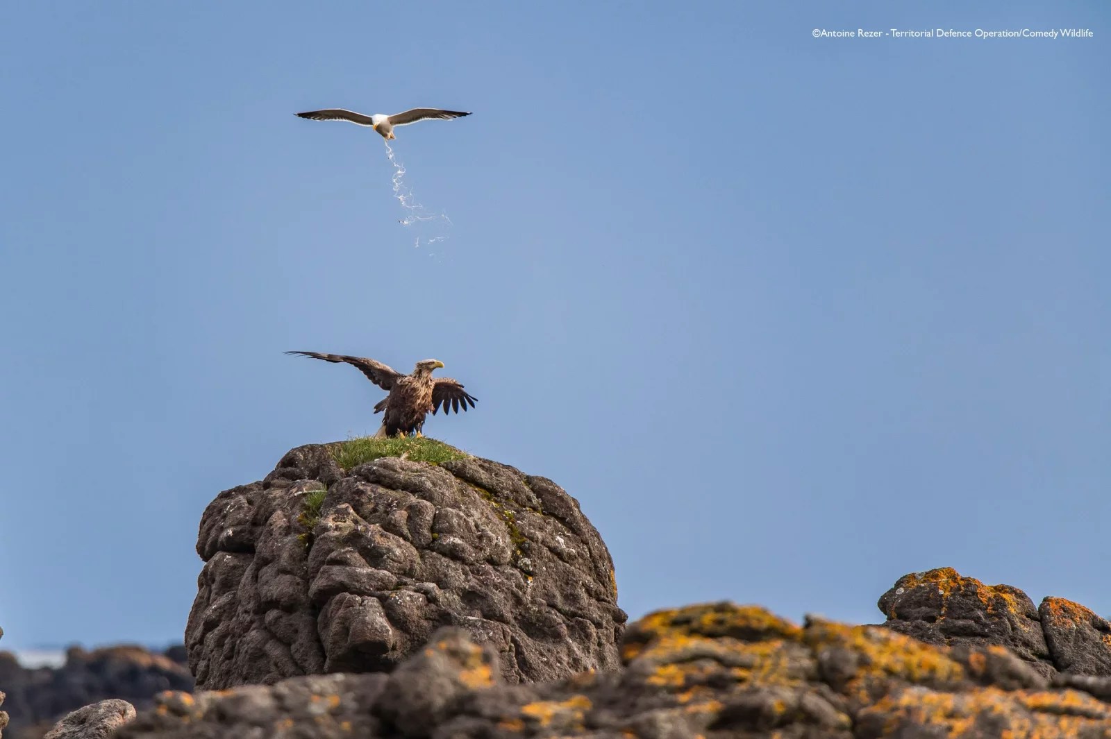 2025ȵġ῵ЦҰzӰNikon Comedy Wildlife Awards40ƬKAҌ129սҕԡDƬ῵ЦҰzӰWվ