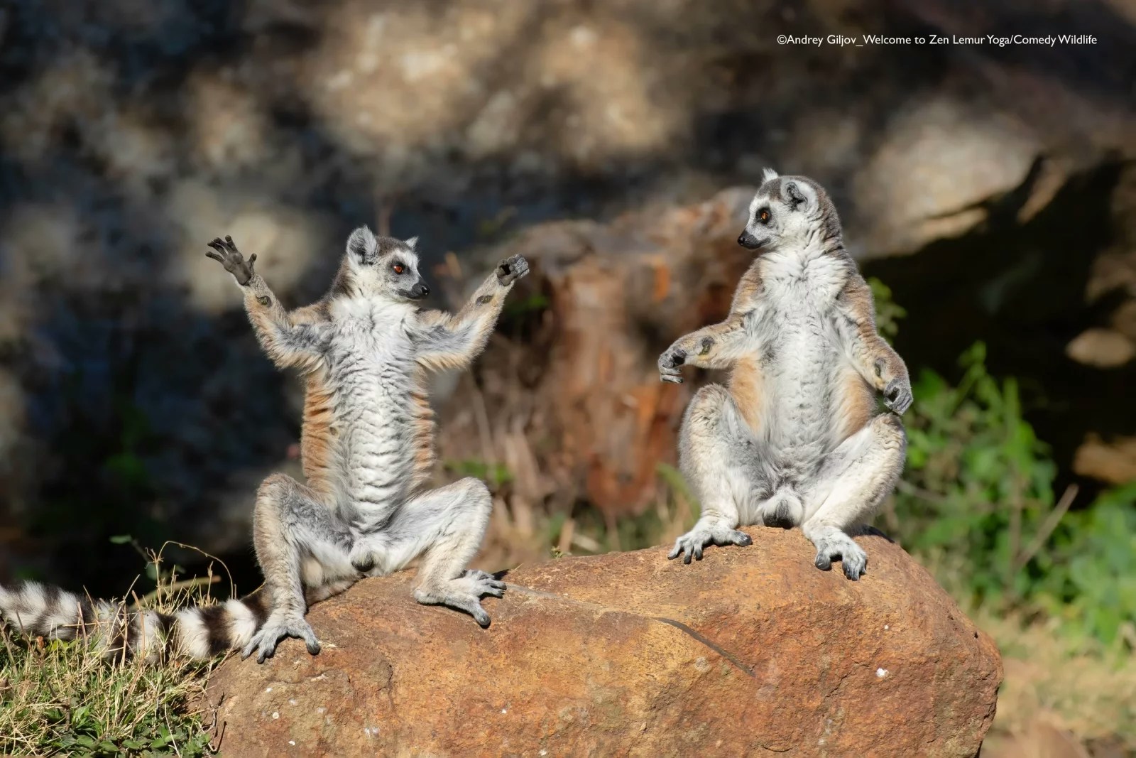 2025ȵġ῵ЦҰzӰNikon Comedy Wildlife Awards40ƬKAҌ129սҕԡDƬ῵ЦҰzӰWվ