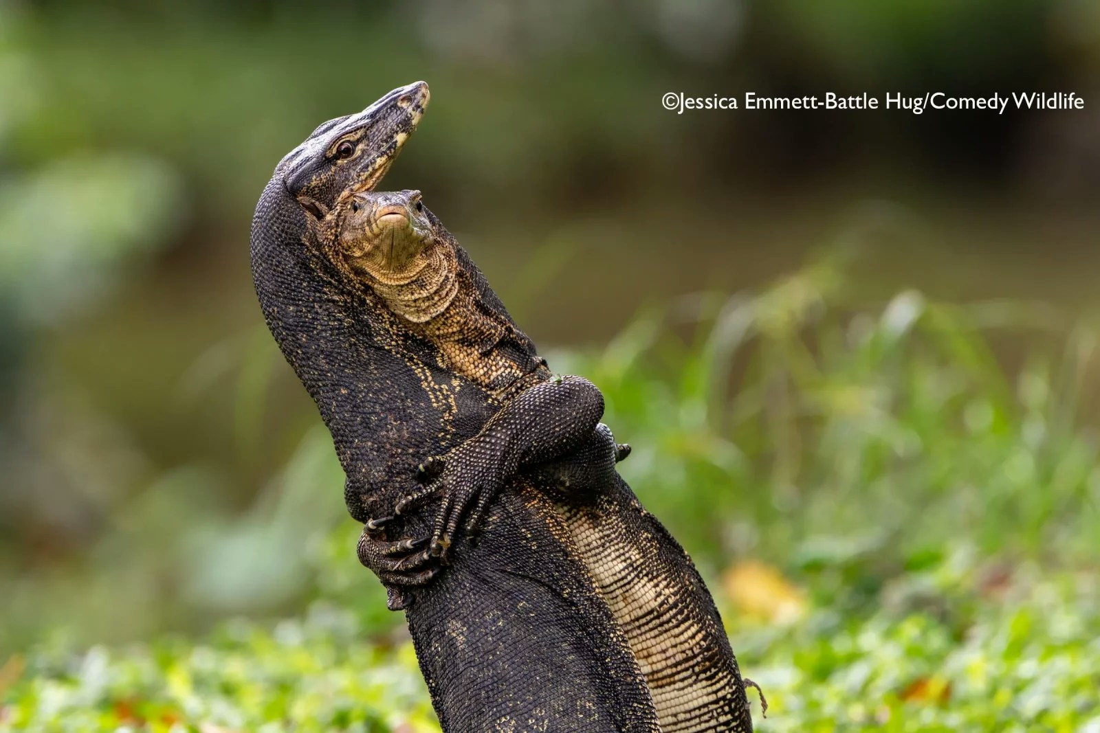 2025ȵġ῵ЦҰzӰNikon Comedy Wildlife Awards40ƬKAҌ129սҕԡDƬ῵ЦҰzӰWվ