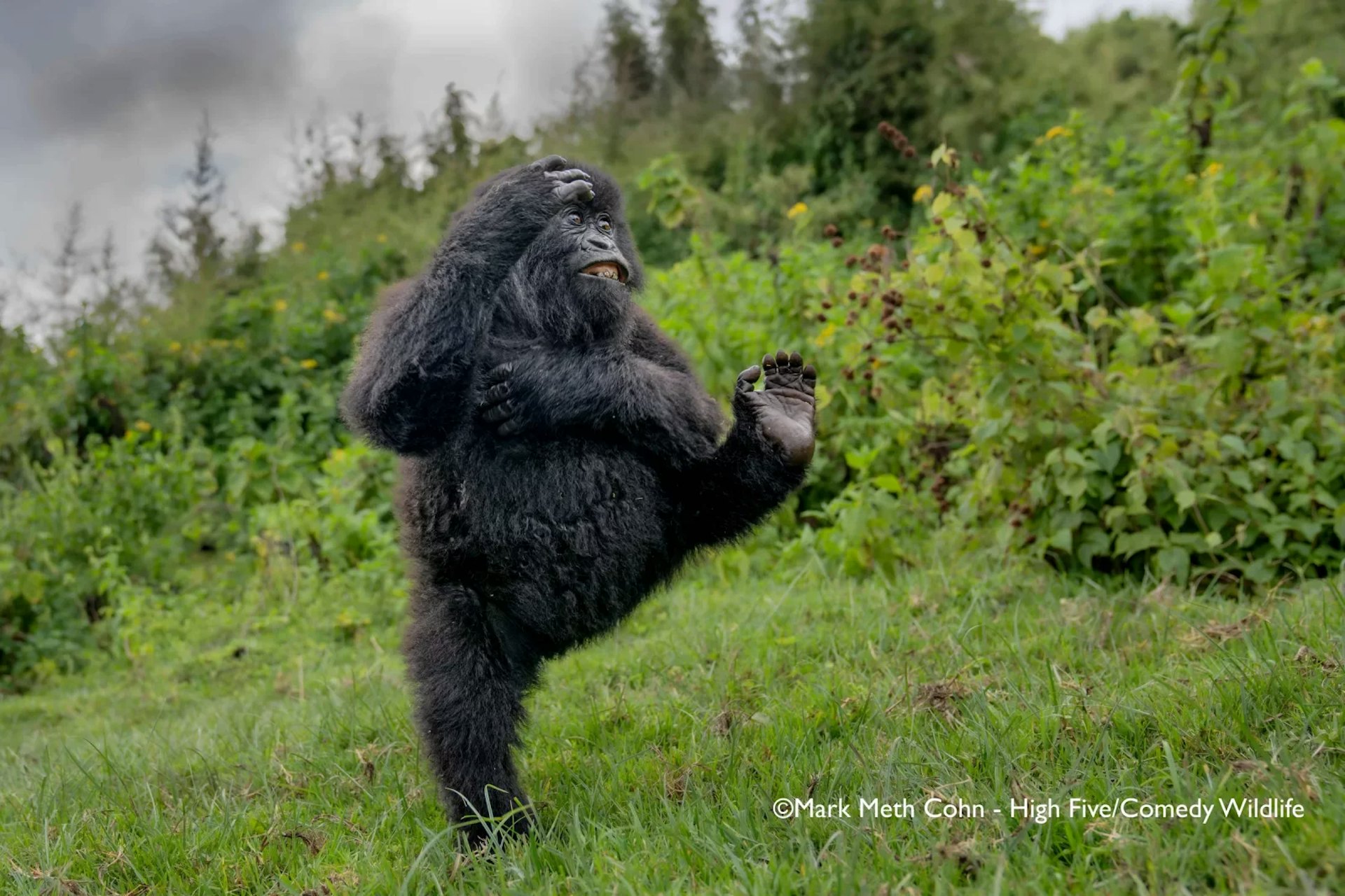 2025年度的「尼康搞笑野生動物攝影獎」(Nikon Comedy Wildlife Awards)最近公布了40張入圍照片,最終贏家將於12月9日揭曉。圖為入圍照片。(尼康搞笑野生動物攝影獎網站)