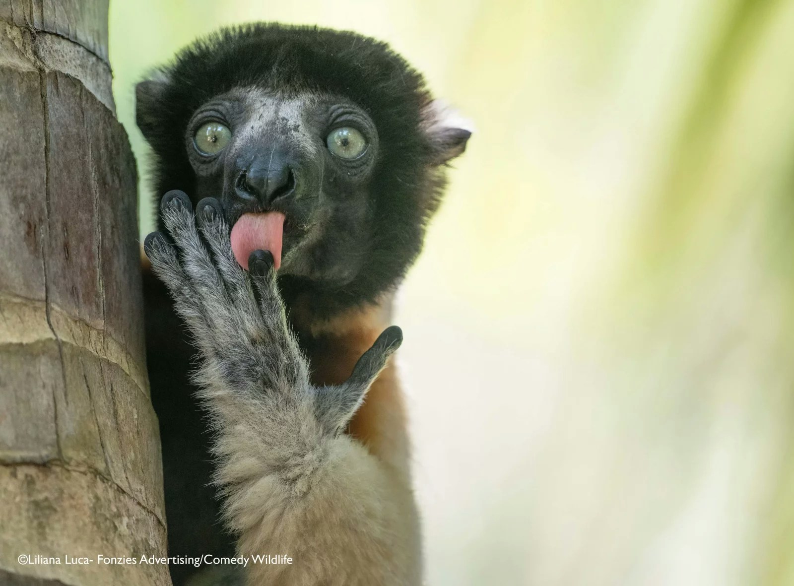 2025ȵġ῵ЦҰzӰNikon Comedy Wildlife Awards40ƬKAҌ129սҕԡDƬ῵ЦҰzӰWվ