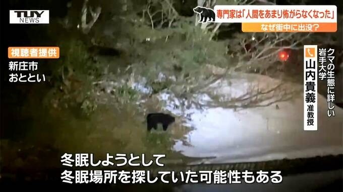 日本熊袭13死破纪录！破解8个熊的迷思谁是天敌？智商有几高？