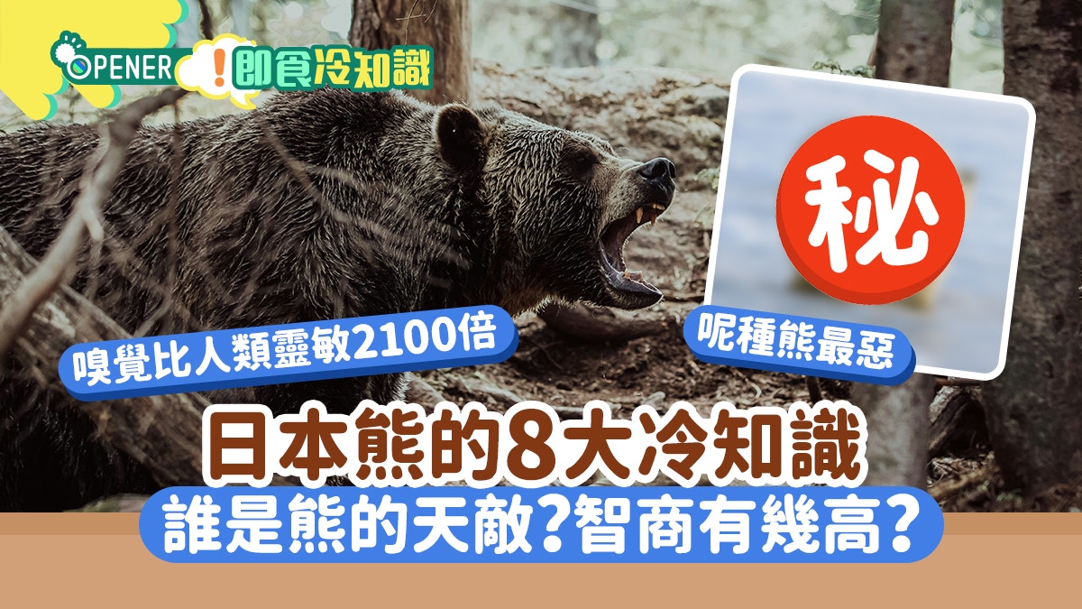 日本熊袭13死破纪录！破解8个熊的迷思谁是天敌？智商有几高？