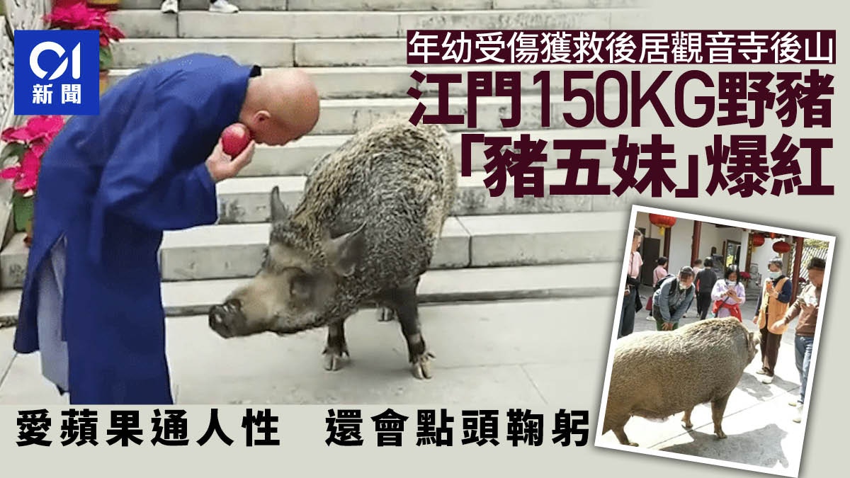 神使「猪」 爱苹果通人性更识点头鞠躬广东150KG野猪“猪五妹”成网红