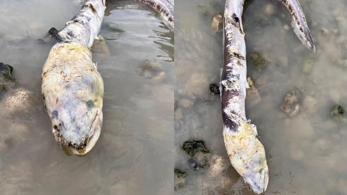 巨型海怪屍體衝上英國海灘 網民:電影才有