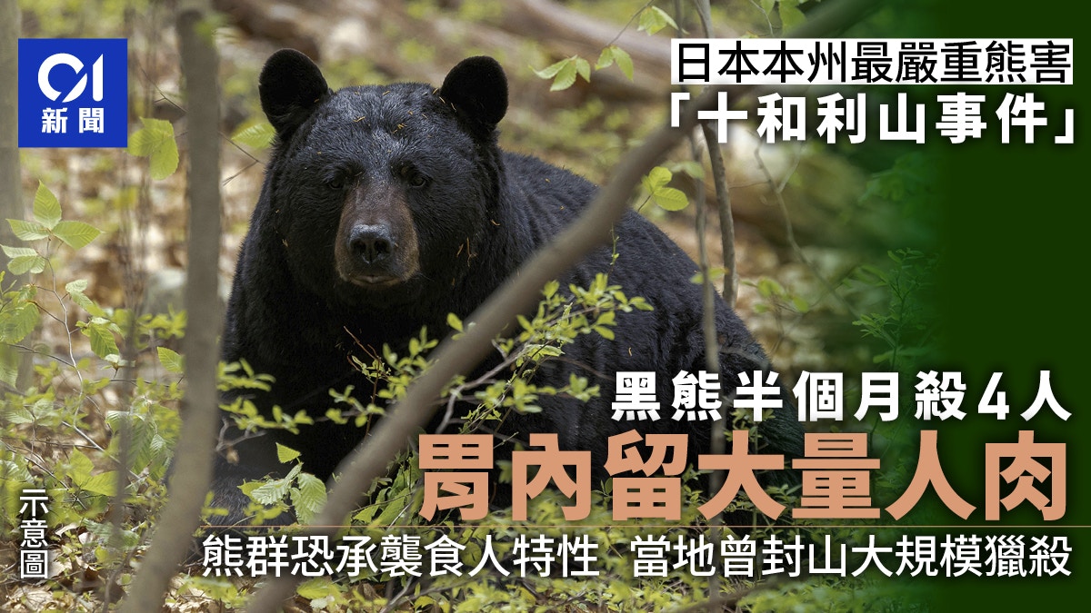 日本本州最严重熊害 半个月夺4命胃内留大量人肉