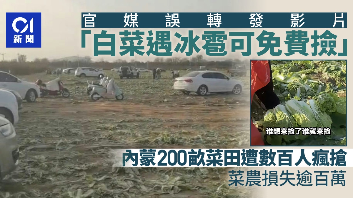 内蒙古200亩白菜遭数百人疯抢警察也无法阻止菜农损失超百万