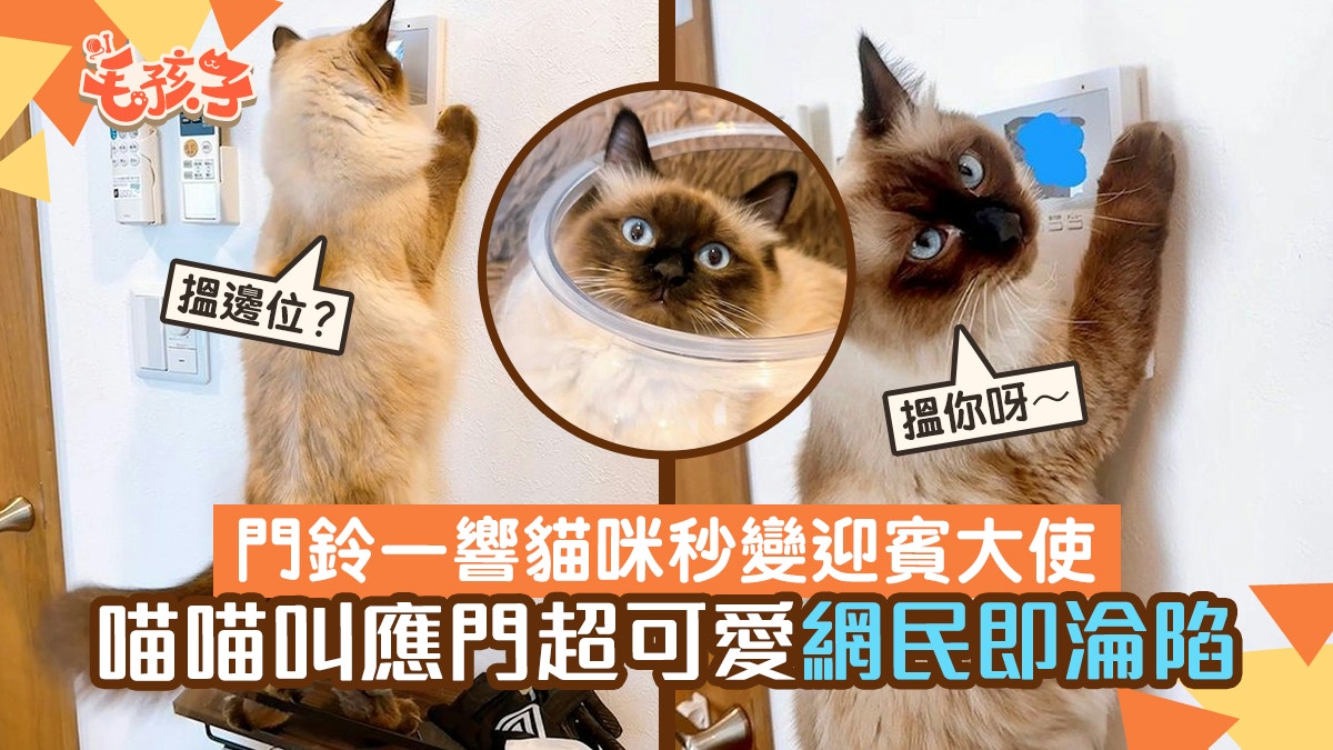 门铃一响猫咪秒变迎宾大使 热情喵喵叫应门 可爱模样令网民沦陷