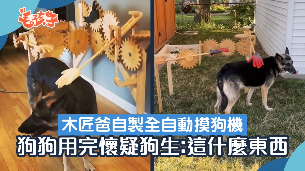 狗狗會喜歡全自動摸狗機?汪星人體驗後一臉懷疑狗生:還是主人好