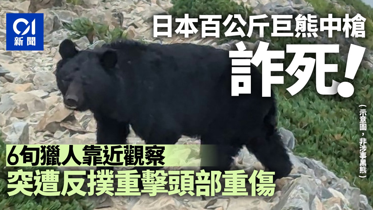 日本群马县黑熊“中枪装死” 6旬猎人上前遭反扑致脸部重伤