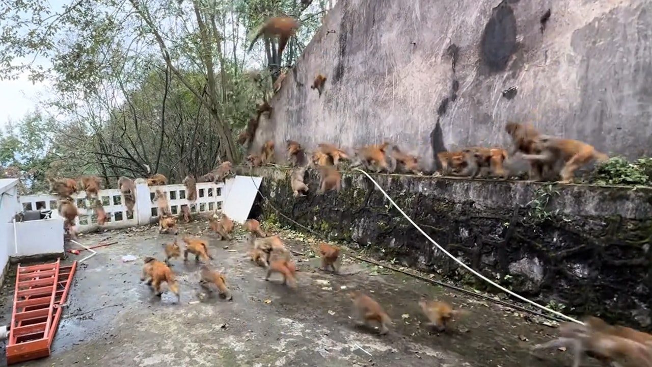 有片|贵州黔灵山猴群蜂拥下山 目击者:吓得汗毛直立