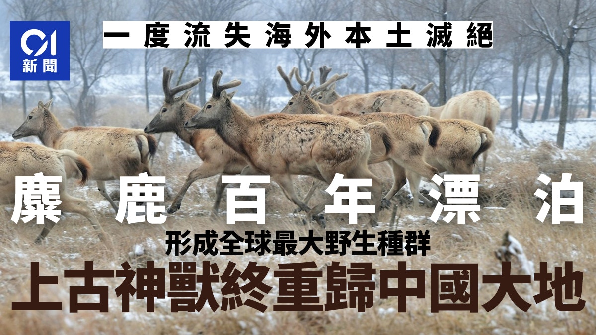 上古神獸失而復得 「四不像」的傳奇重生