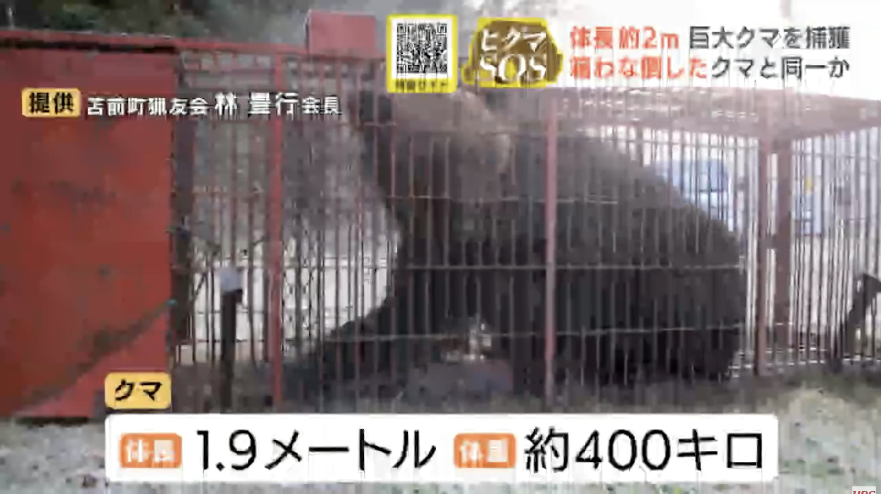 日本熊灾｜今年共猎杀9765头野熊创新高70%来自东北秋田县居首
