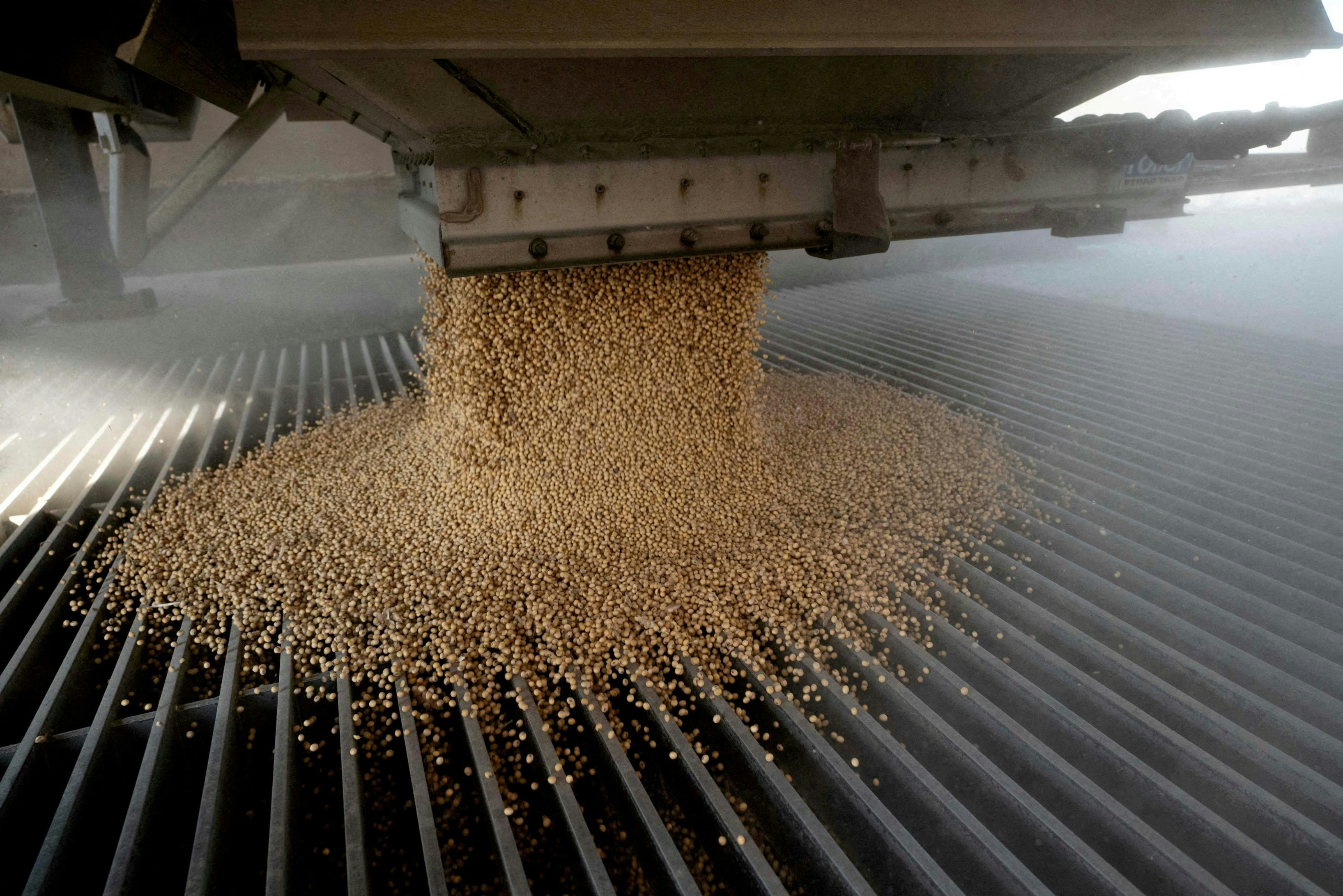 The photo shows a shipment of soybeans being dumped into a grain silo in Ohio, USA, on October 7, 2021. (Reuters)