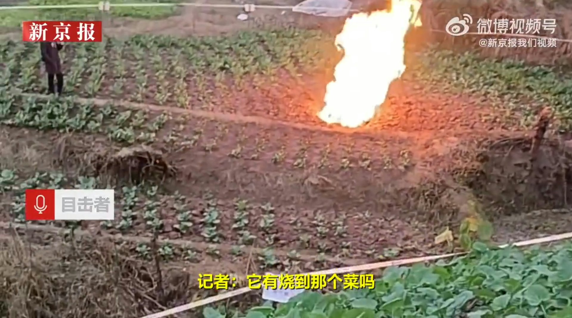四川一處農地突冒出怪火,持續燃燒數日。(微博@新京報我們視頻) 四川一處農地突冒出怪火,持續燃燒數日。(微博@新京報我們視頻)