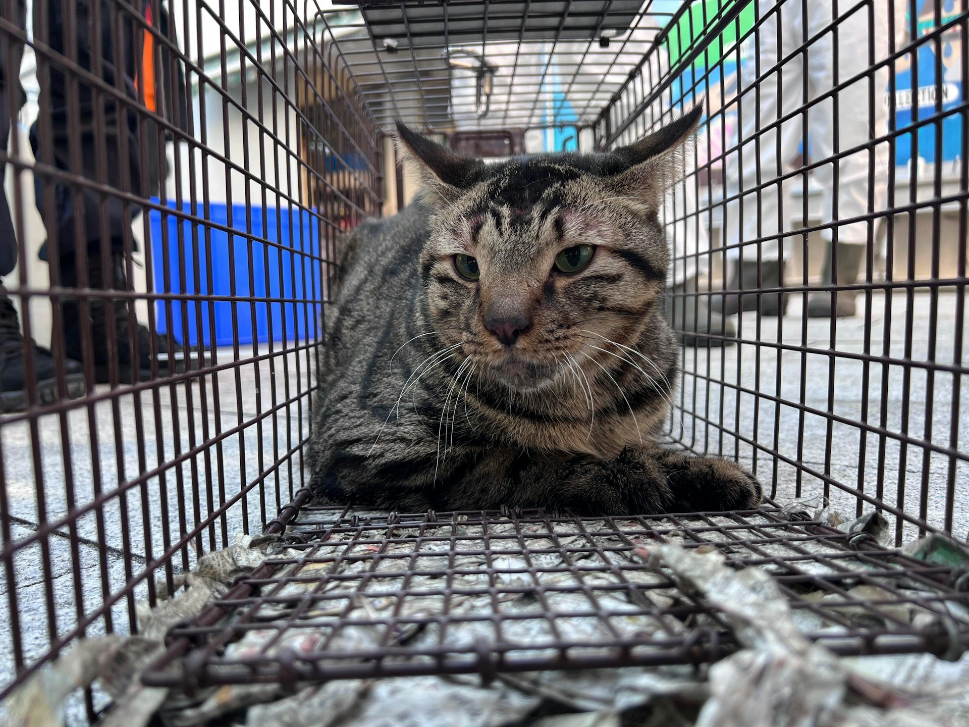 愛協於元旦日在宏仁閣救到一隻生還小貓。(愛協圖片) 愛協於元旦日在宏仁閣救到一隻生還小貓。(愛協圖片)