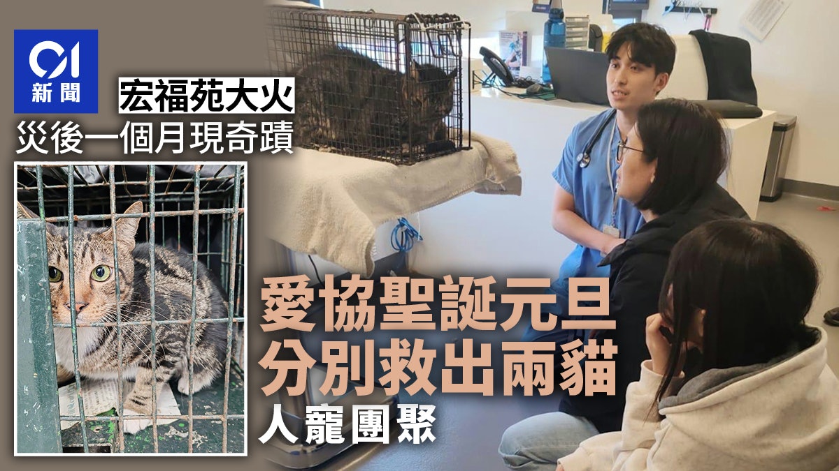 宏福苑火|災後1個月現奇蹟 愛協聖誕元旦救2生還小貓 人寵重逢 宏福苑火|災後1個月現奇蹟 愛協聖誕元旦救2生還小貓 人寵重逢