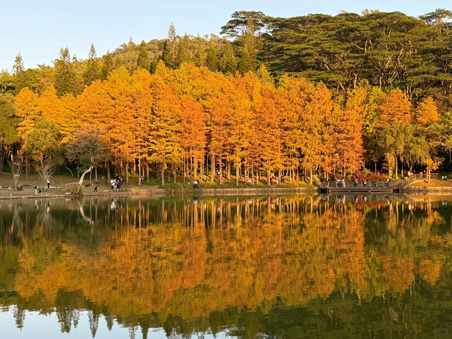 蓮花山公園——落羽松金黃林間小道（小紅書@MWK）