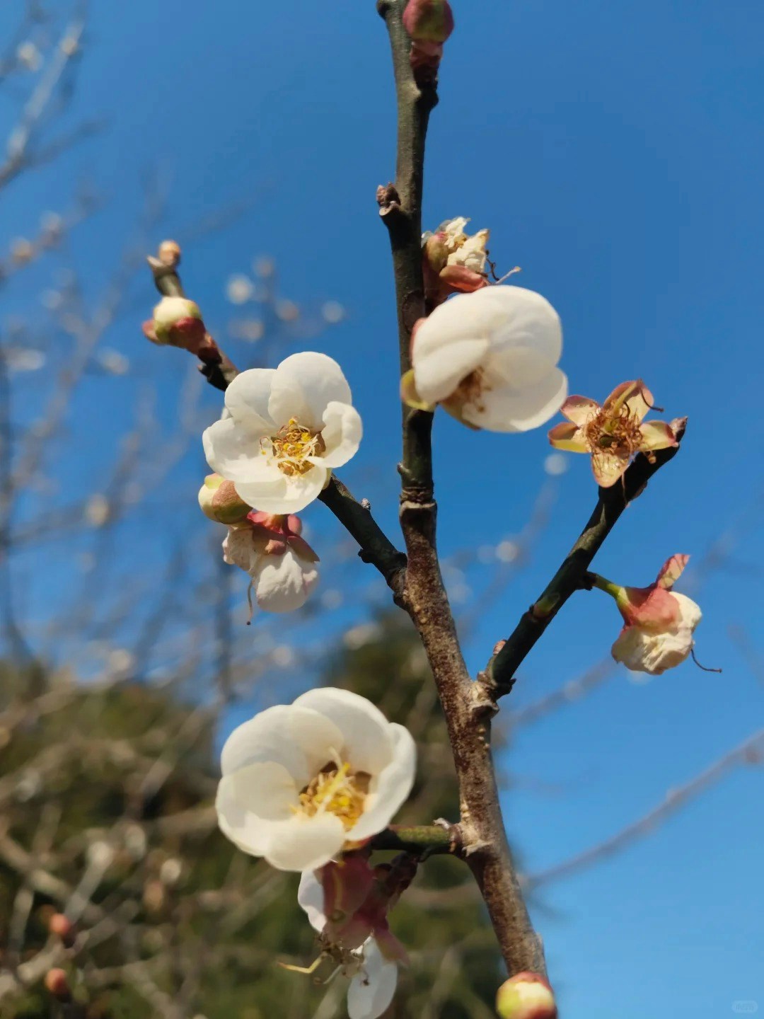 馬巒山郊野公園(小紅書@我愛日出日落) 馬巒山郊野公園(小紅書@我愛日出日落)