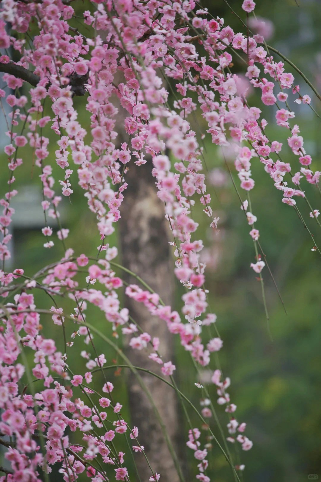 深圳北站中心公園（小紅書@山楂加鹽）