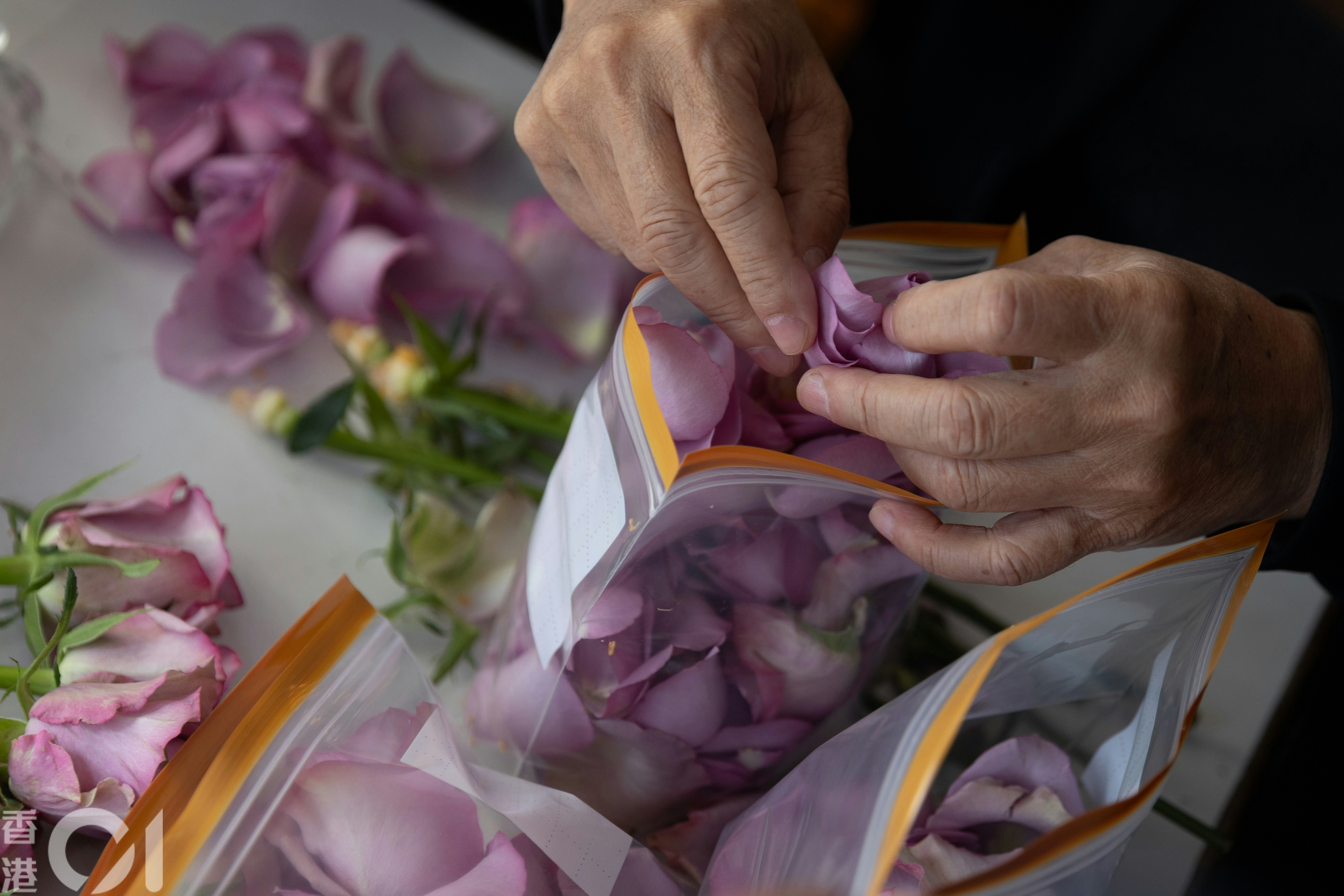 葉先生與家人在船上將紫色玫瑰的花瓣摘下，為撒灰儀式作準備。（廖雁雄攝）