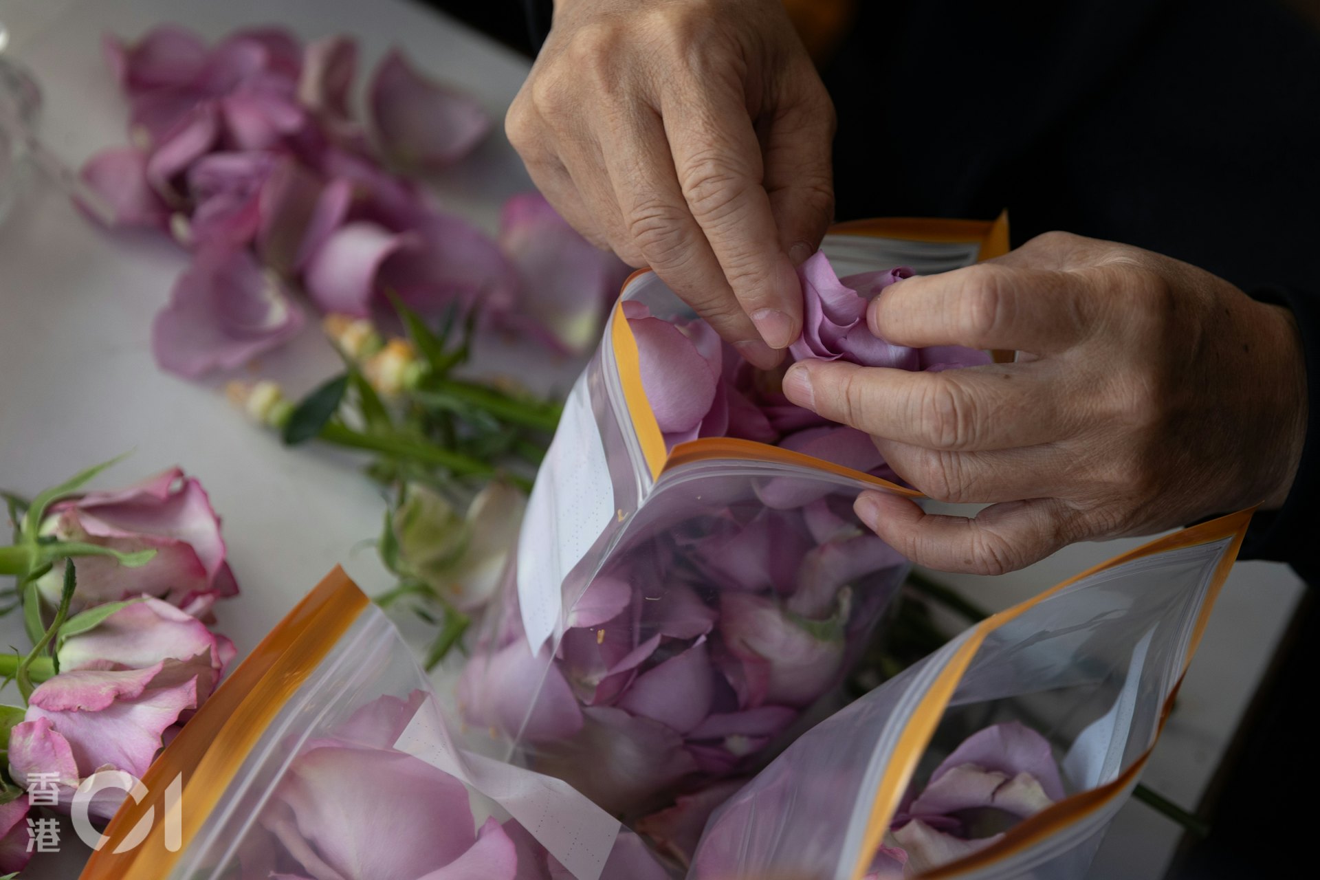 葉先生與家人在船上將紫色玫瑰的花瓣摘下,為撒灰儀式作準備。(廖雁雄攝) 葉先生與家人在船上將紫色玫瑰的花瓣摘下,為撒灰儀式作準備。(廖雁雄攝)
