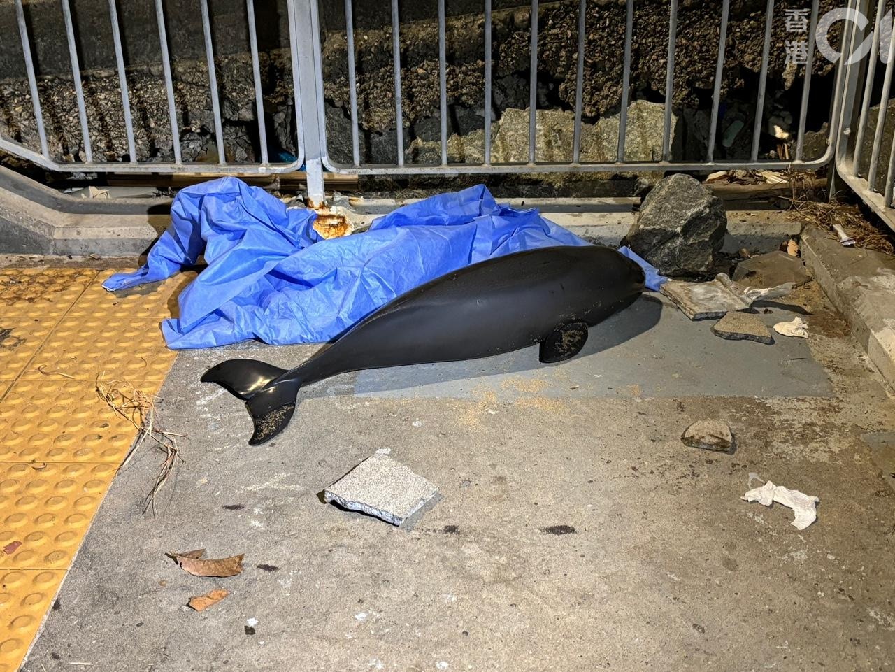 海豚保育｜香港01