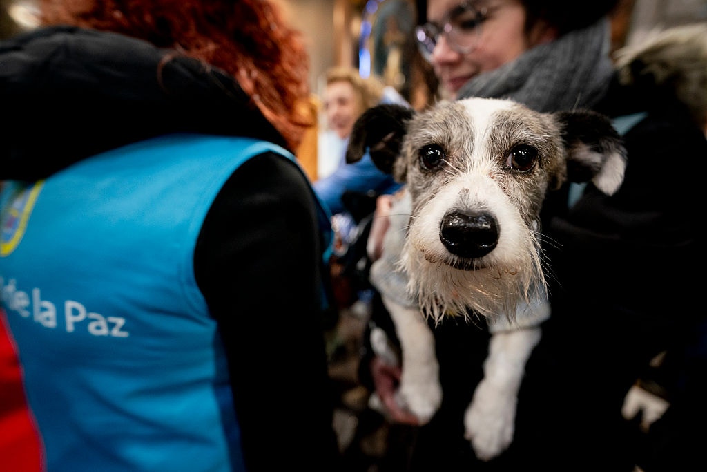 在西班牙1月17日聖安東尼節，教堂成為貓貓狗狗等寵物的聚集場所（Getty）
