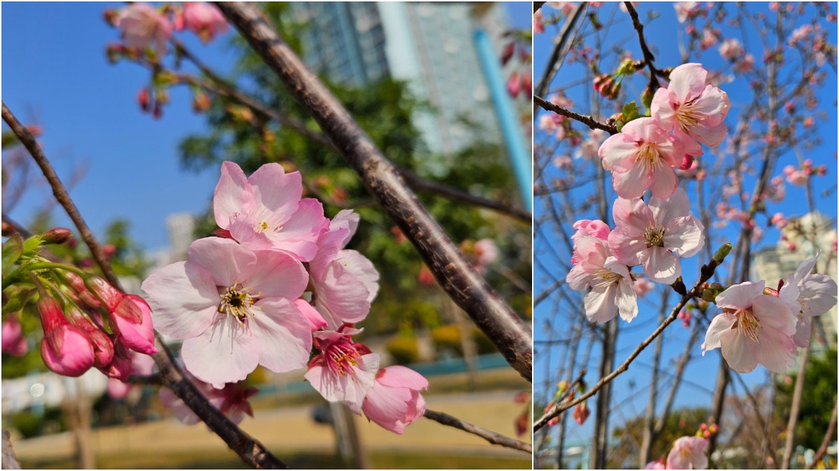 天氣過山車|天文台料下周回暖至23度 2月初15度 馬鞍山櫻花開