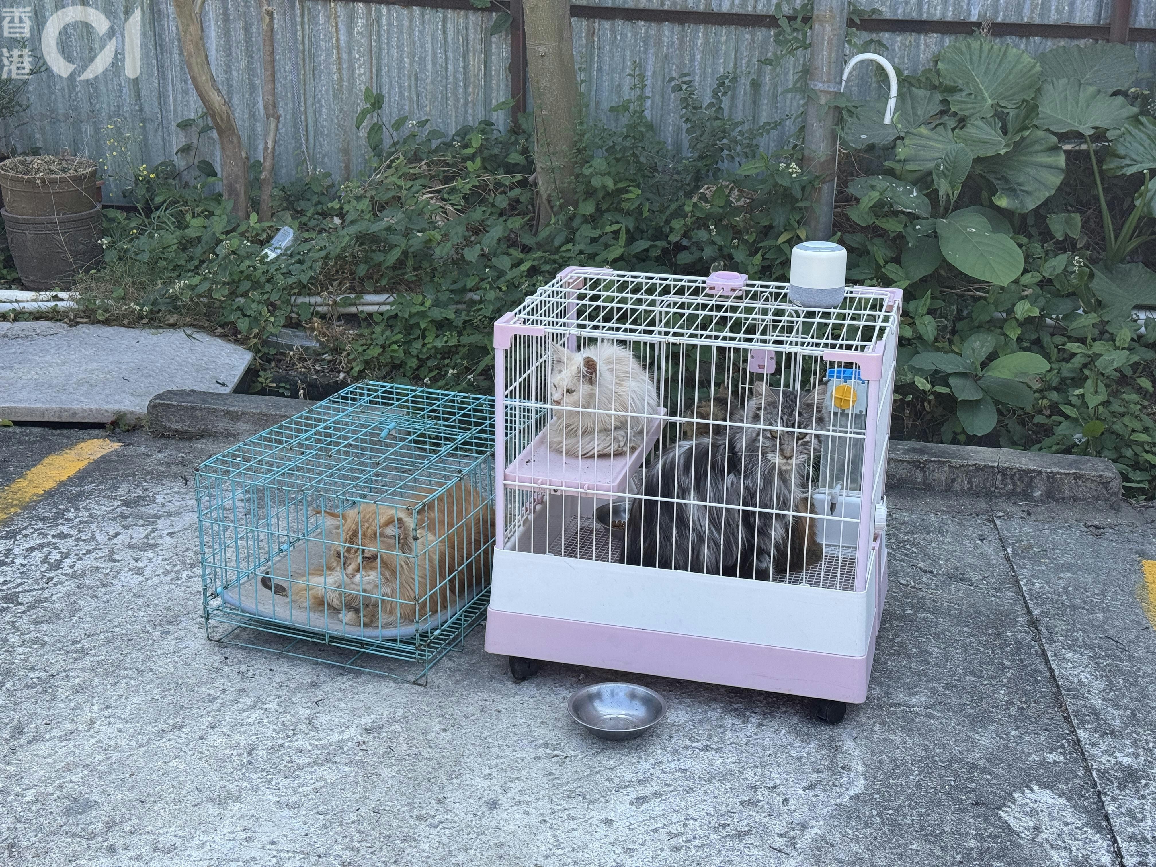 4隻貓獲救。（蔡正邦攝）