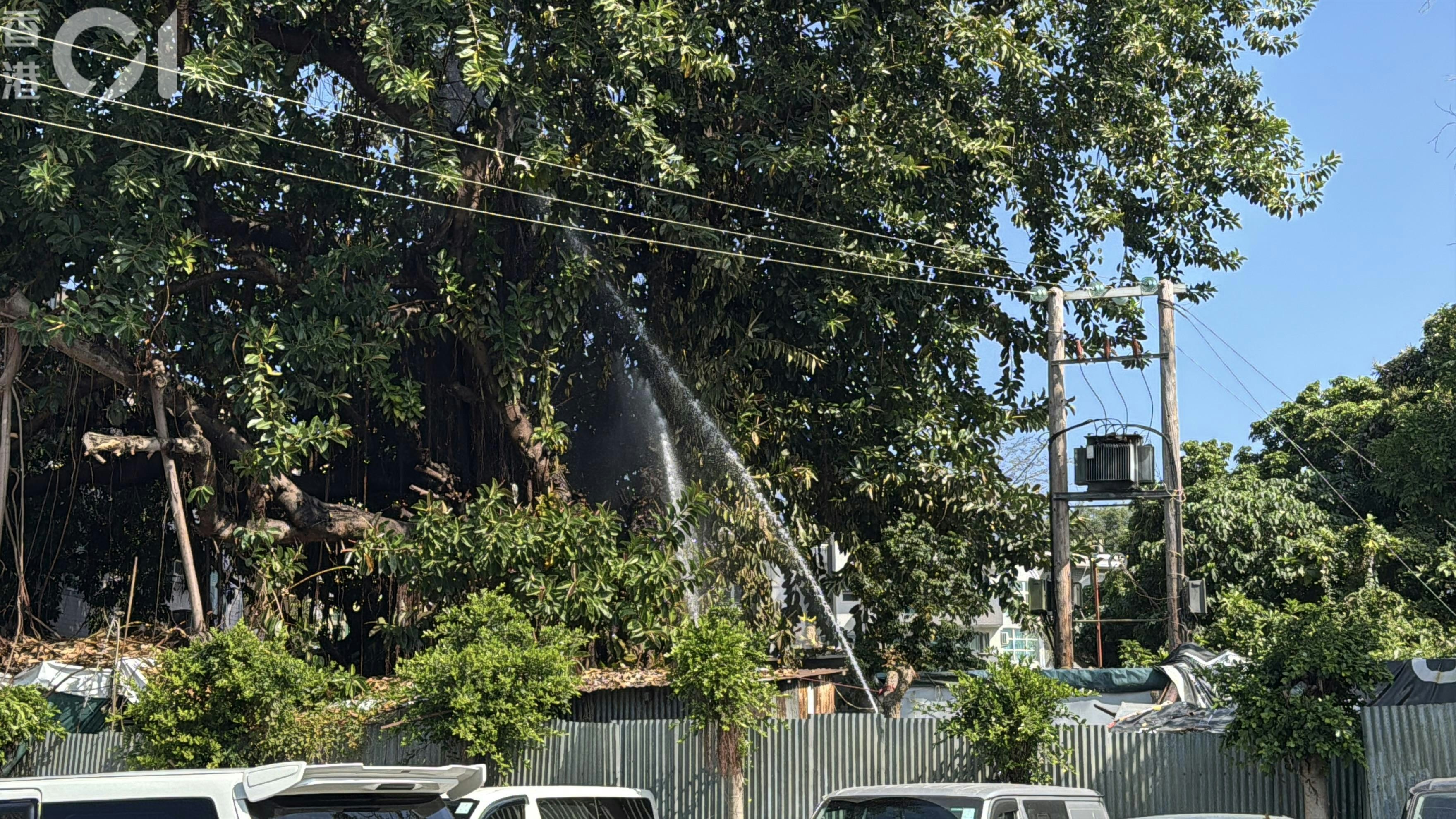 現場可見，消防向榕樹射水。（蔡正邦攝）
