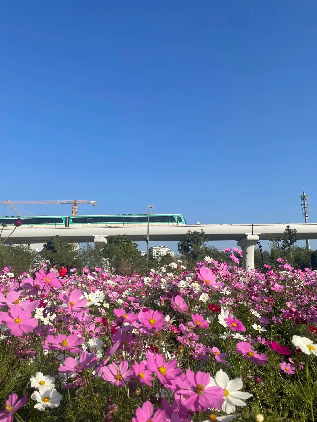 光明科學公園——列車與波斯菊相映成趣(小紅書@糖三歲ijg) 光明科學公園——列車與波斯菊相映成趣(小紅書@糖三歲ijg)