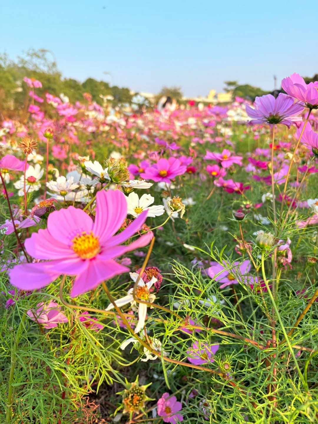 光明科學公園——列車與波斯菊相映成趣(小紅書@不在江湖的凱莉) 光明科學公園——列車與波斯菊相映成趣(小紅書@不在江湖的凱莉)