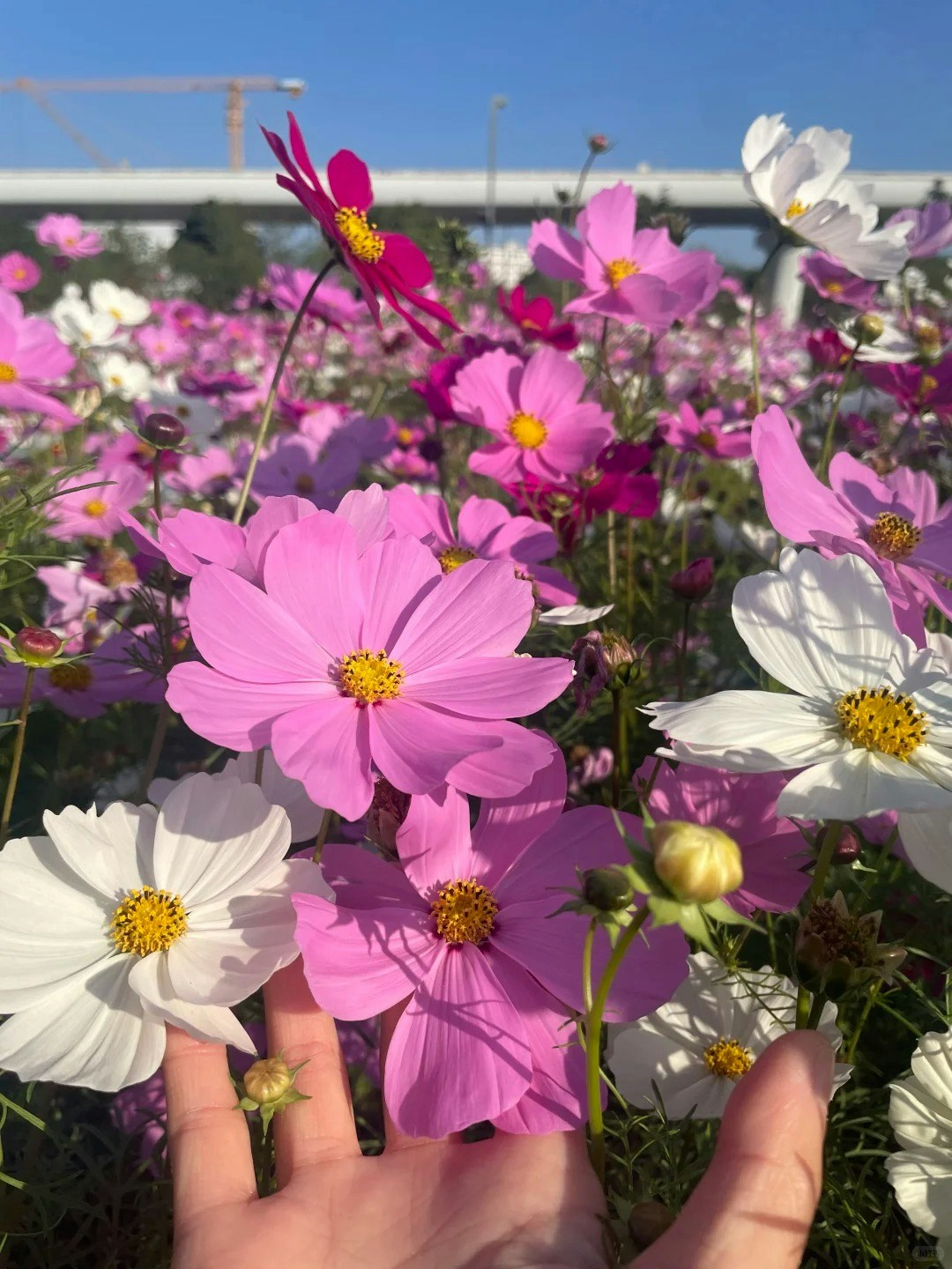 光明科學公園——列車與波斯菊相映成趣(小紅書@糖三歲ijg) 光明科學公園——列車與波斯菊相映成趣(小紅書@糖三歲ijg)