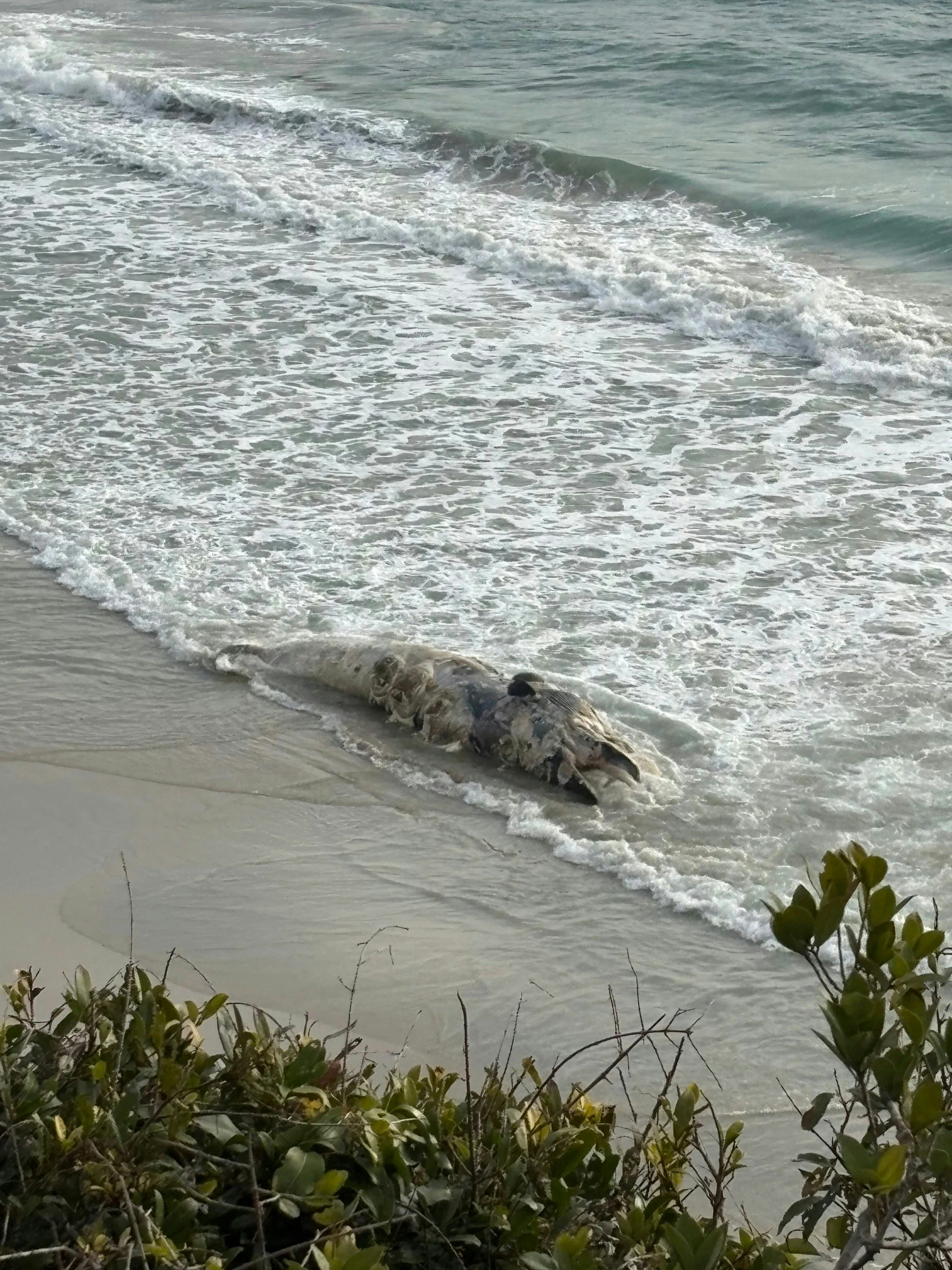 Một con cá voi bị mắc cạn trên bãi biển, xác của nó đã bị phân hủy nghiêm trọng. (Ảnh từ Xiaohongshu)