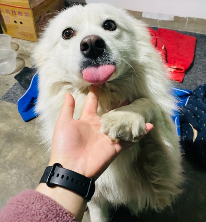 西摩犬主人稱,狗狗養了7年,感情很深。(極目新聞) 西摩犬主人稱,狗狗養了7年,感情很深。(極目新聞)