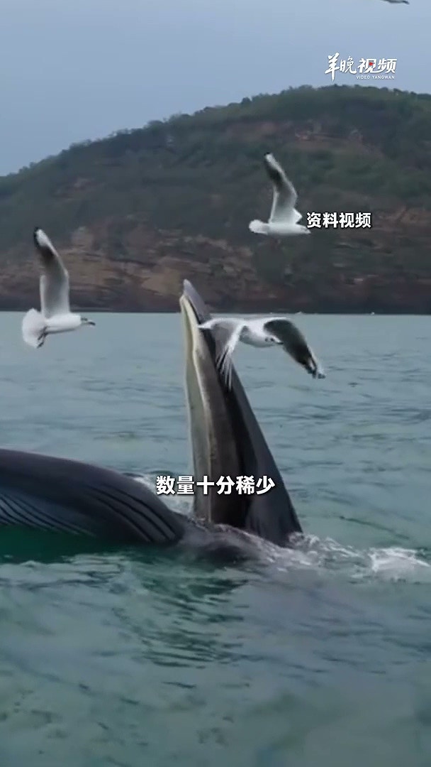近日，在广西涠洲岛海域，有网友航拍发现，一艘渔船直接从一头布氏鲸身上开过，造成出水换气的鲸鱼背部受伤。2月10日上午，涠洲岛农业农村局回复记者表示，已有相关部门对接处理。（羊城晚报）