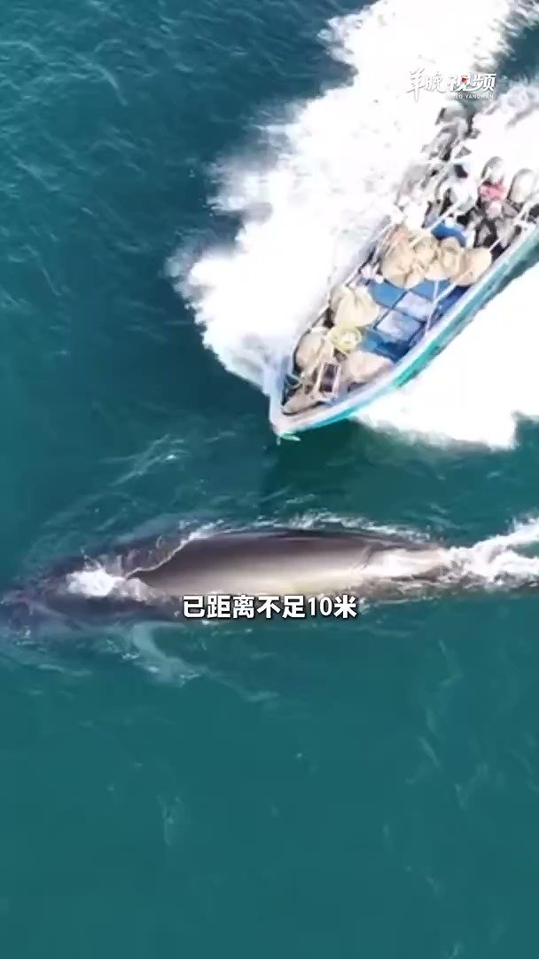 近日，在广西涠洲岛海域，有网友航拍发现，一艘渔船直接从一头布氏鲸身上开过，造成出水换气的鲸鱼背部受伤。2月10日上午，涠洲岛农业农村局回复记者表示，已有相关部门对接处理。（羊城晚报）