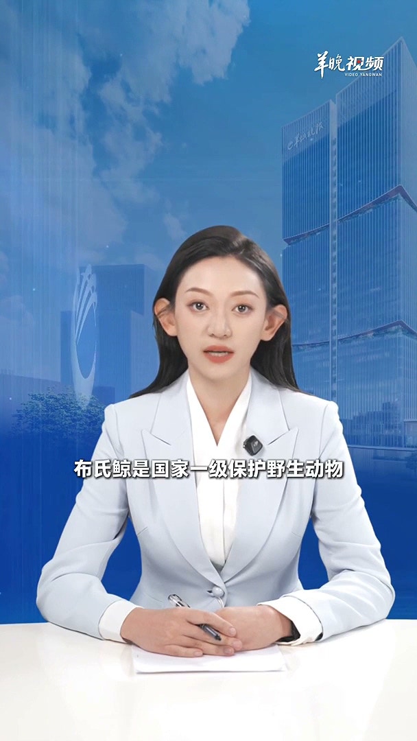 近日，在广西涠洲岛海域，有网友航拍发现，一艘渔船直接从一头布氏鲸身上开过，造成出水换气的鲸鱼背部受伤。2月10日上午，涠洲岛农业农村局回复记者表示，已有相关部门对接处理。（羊城晚报）